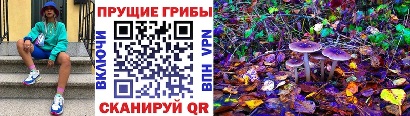 цены наркотик Королёв Псилоцибиновые грибы Psilocybe